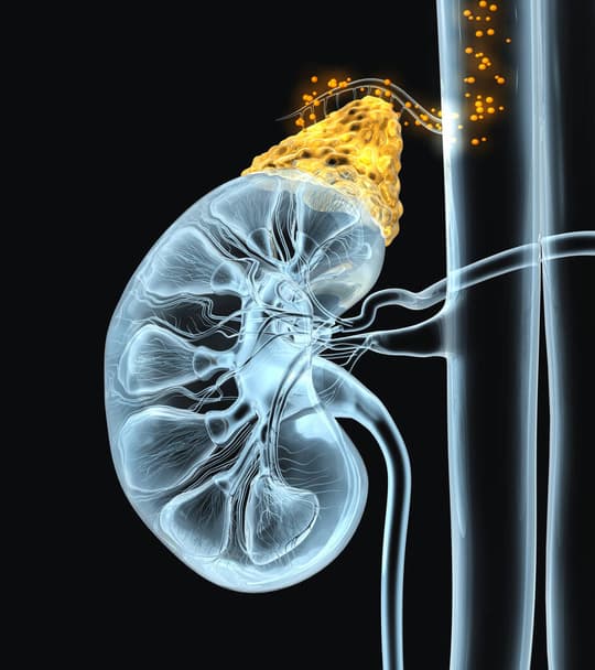 Oncology & Nephrology
